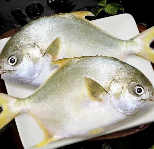 【顺丰/京东包邮】鲜捕金鲳鱼，新鲜柔嫩，大鱼规格（1.5斤左右一条）基地直邮 商品图0