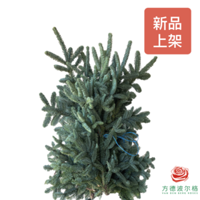 荷兰进口诺贝松 5KG一捆