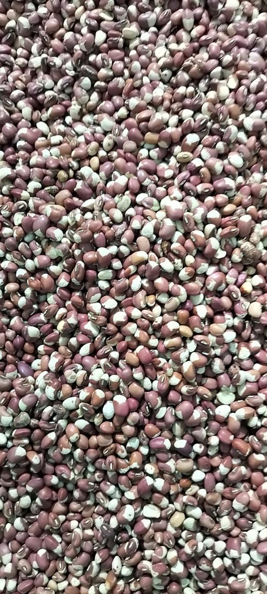 花江豆 商品图0