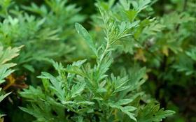  古人用艾抗疫！历史证明：有艾的地方，传染几率更小！ 