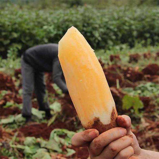 雪莲果，清甜的水果，甜脆口感，清热  活动价4.98一斤 商品图2