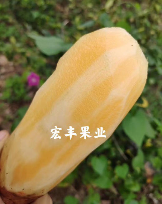 雪莲果，清甜的水果，甜脆口感，清热  活动价4.98一斤 商品图5