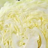 每日伊藤牛心莲白 约500g/份 商品缩略图2