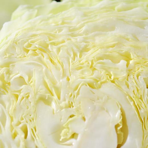 每日伊藤牛心莲白 约500g/份 商品图2