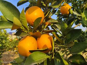 1月30日出单奖励业务员福利-纽荷尔脐橙