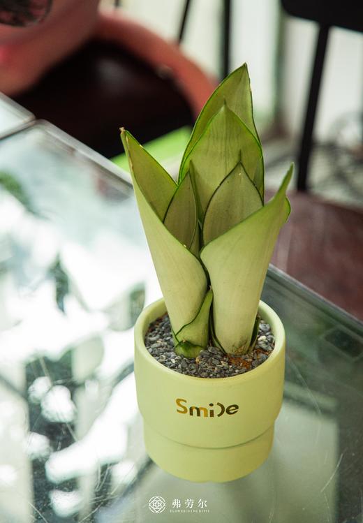 虎皮兰 商品图0