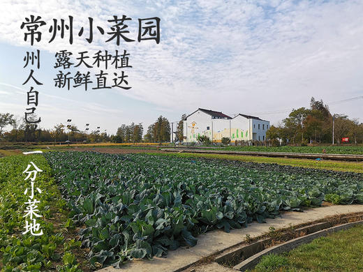 精美小菜园 一分地一年认养A 商品图0