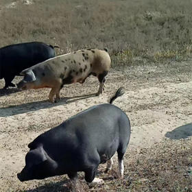 有机黑猪肉 4斤起发货 500g/袋真空包装  顺丰冷链+泡沫保温箱+冰袋发货