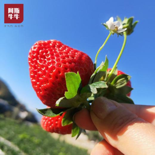 【冬日尝鲜】德昌露天草莓3斤装 商品图0