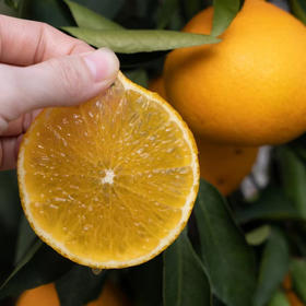 【橘中翘楚】福建晚采高山红美人果冻橙  皮薄肉嫩 香甜多汁 果园直发！