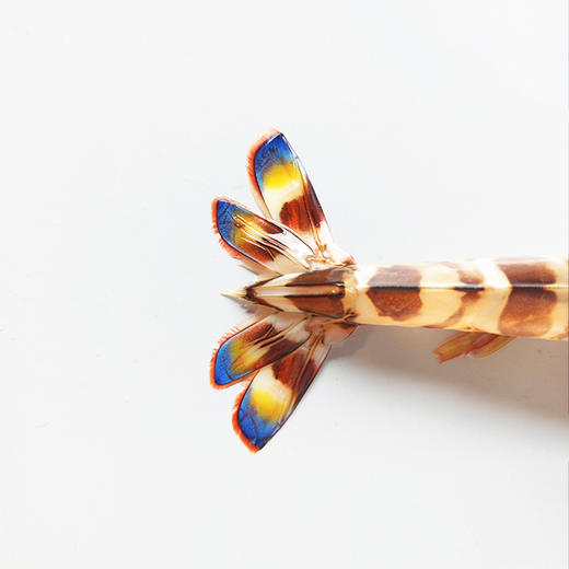 🦐舟山 · 野生 · 深海竹节虾 /滑皮虾/毛竹节红虾  /新鲜捕捞  活虾船冻  🈚️添加更安心 商品图3