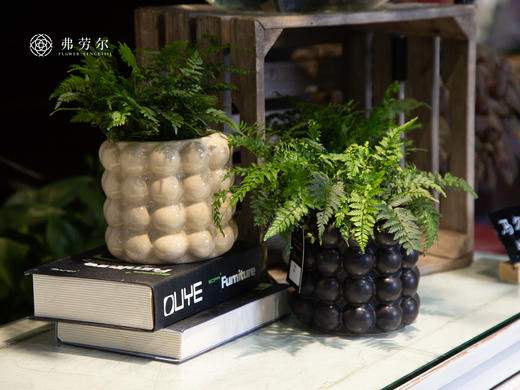 圆点盆-马耳蕨 商品图2