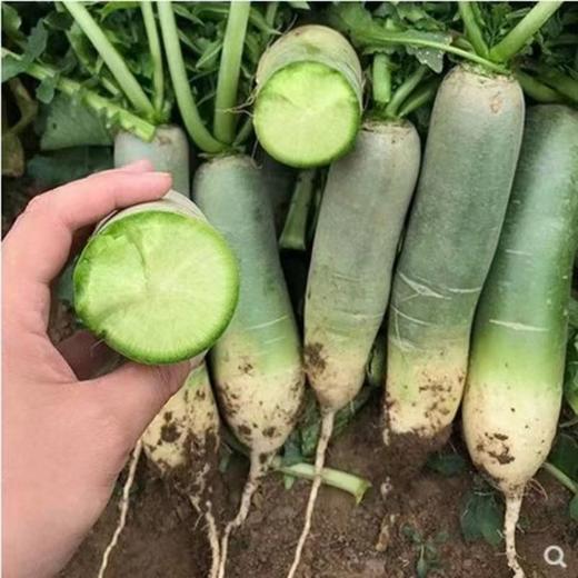 有机水果小青萝卜 商品图1