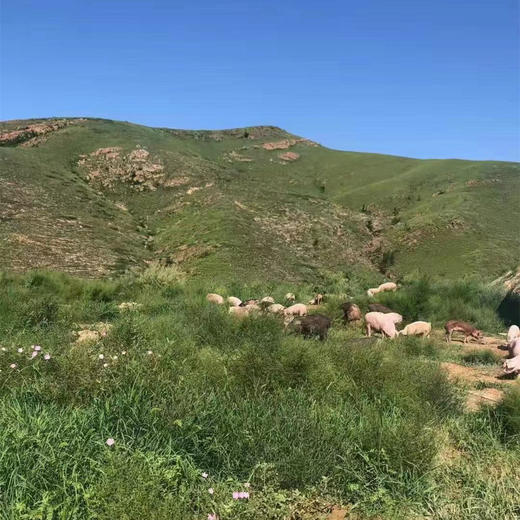 有机黑猪肉 4斤起发货 500g/袋真空包装  顺丰冷链+泡沫保温箱+冰袋发货 商品图6