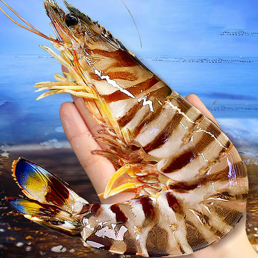 🦐舟山 · 野生 · 深海竹节虾 /滑皮虾/毛竹节红虾  /新鲜捕捞  活虾船冻  🈚️添加更安心 商品图1