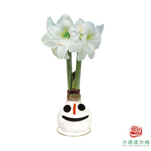 不用浇水的石蜡朱顶红种球！ 白花-雪人 商品图0