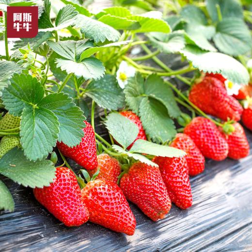 【冬日尝鲜】德昌露天草莓3斤装 商品图1