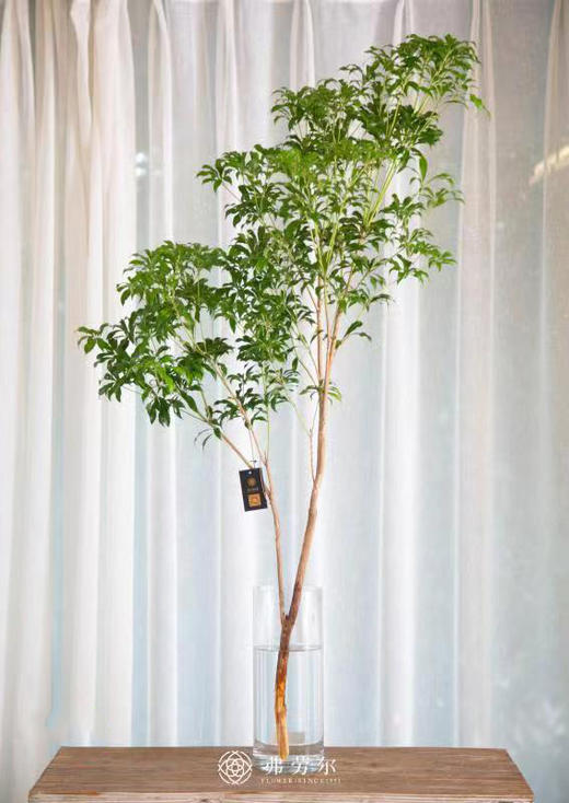 马醉木 商品图0