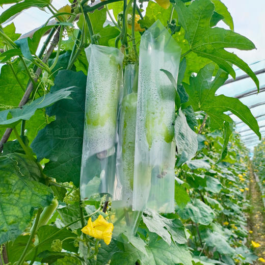 丝滑鲜嫩·精品奶油白玉嫩丝瓜 熟悉的家乡味道 商品图1