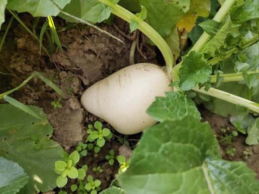 精美小菜园 一分地一年认养A 商品图4