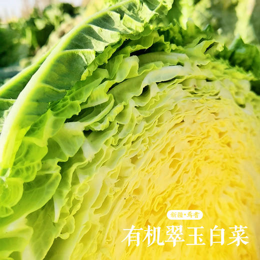 【新疆有机翠玉白菜】喝天山雪水长大 一年只一茬！汁白甘甜 纤维细 大自然的味道 商品图7