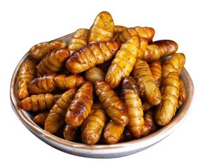小蚕蛹（生鲜）