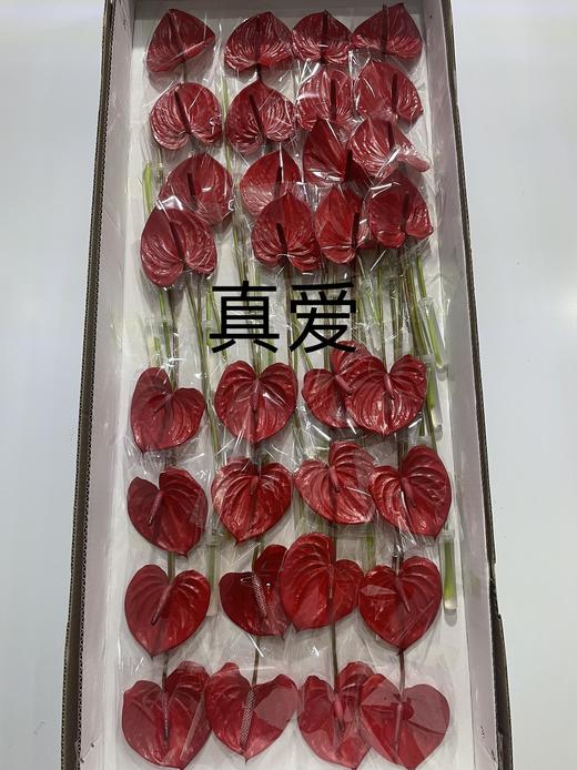 【绿光彩掌】 真爱  单枝 商品图5