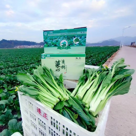 现摘现发！连州菜农直供甜脆嫩菜心新鲜上市，赶紧抢购吧！
