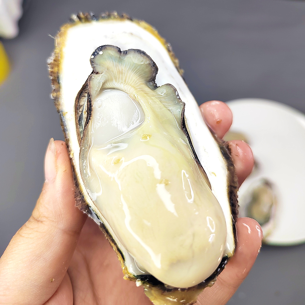 福利活动『正宗乳山生蚝』肥美鲜甜 滑嫩多汁