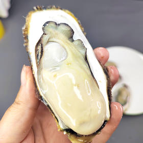 福利活动『正宗乳山生蚝』肥美鲜甜 滑嫩多汁