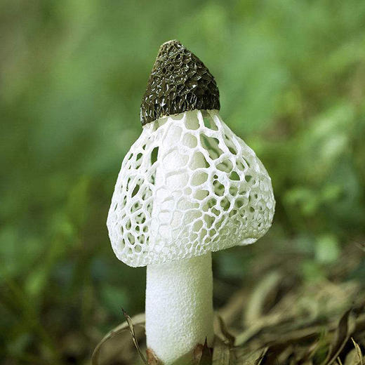 贵州精选竹荪35g 商品图3