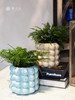 圆点盆-马耳蕨 商品缩略图0