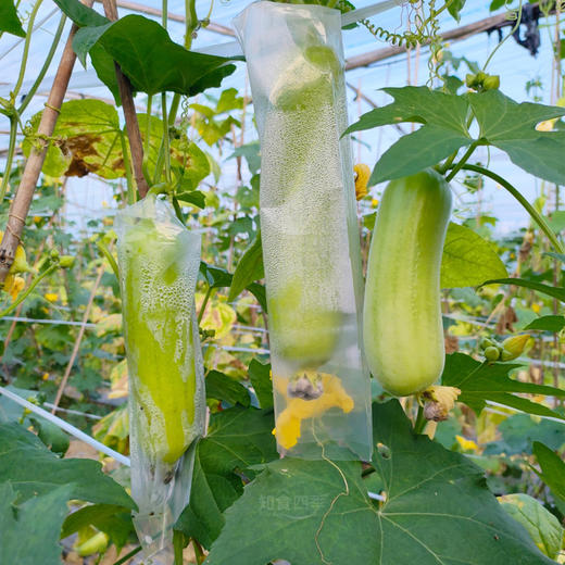 丝滑鲜嫩·精品奶油白玉嫩丝瓜 熟悉的家乡味道 商品图0