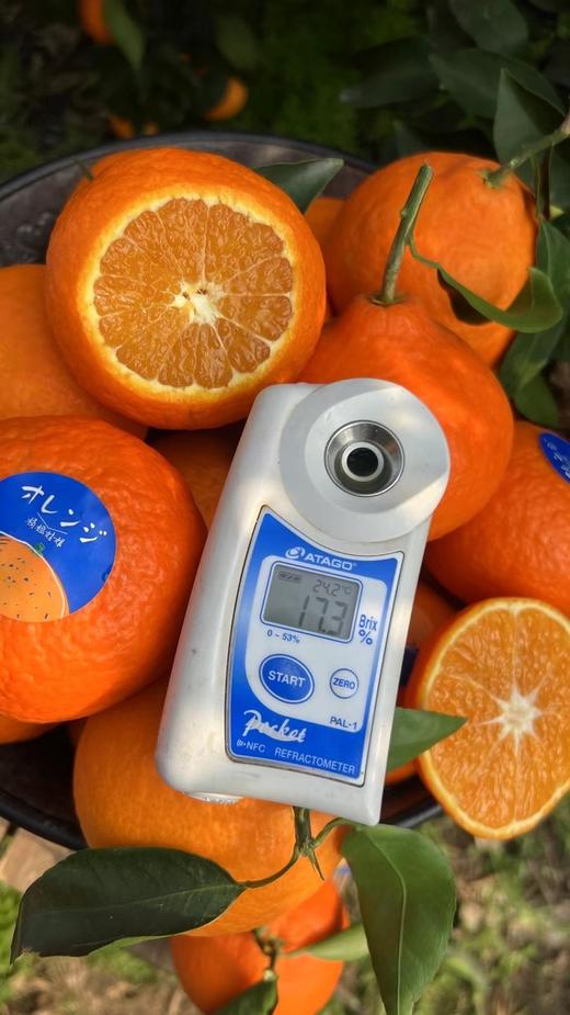 四川眉山【套袋红美人】重新定义爱媛橙！ 9:1黄金酸甜比 皮薄无核多汁 北纬30℃的味觉狂欢 商品图5