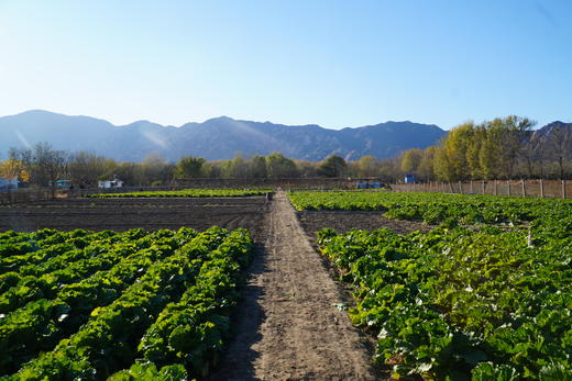 小毛驴自产大白菜  自然种植、无农药、无化肥，人工除草 商品图2