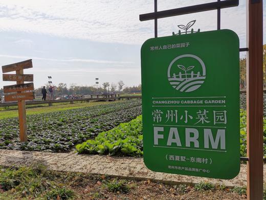 精美小菜园 一分地一年认养A 商品图8