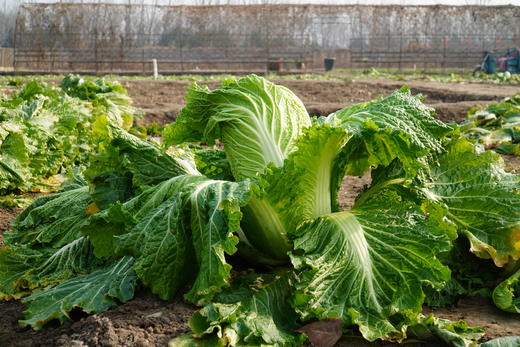 小毛驴自产大白菜  自然种植、无农药、无化肥，人工除草 商品图1