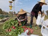 精美小菜园 一分地一年认养A 商品缩略图6