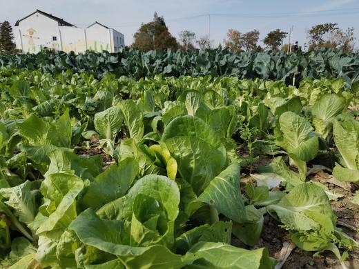 精美小菜园 一分地一年认养A 商品图2