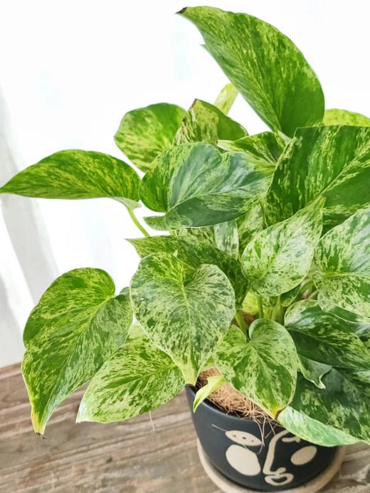 快乐叶子 商品图1