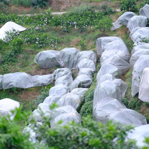 2025新上市 现摘现发，产地直发，有机种植，四川爱媛新鲜采摘 皮薄肉嫩果香浓郁 酸甜多汁 可以吸着吃的鲜橙 无核无渣老少皆宜 吃一口就忘不了的独特味道 商品图9