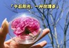 【原价136两盒，现价49两盒】【玫雨花田玫瑰花冠】【半开花凌晨采摘】【无添加】【低温烘干】【花青素含量高】 商品缩略图0