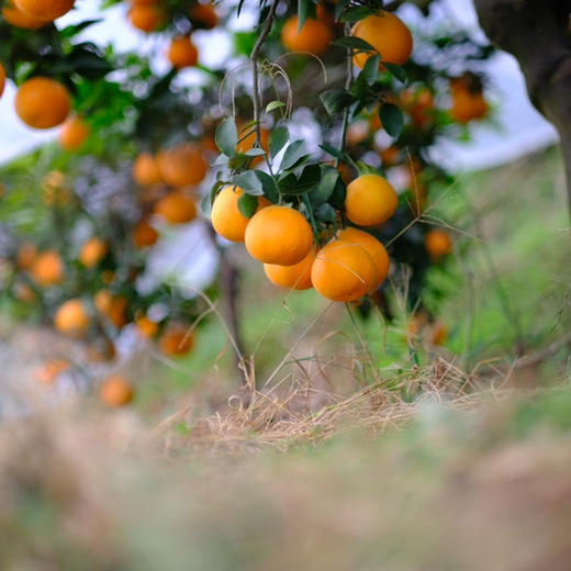 2025新上市 现摘现发，产地直发，有机种植，四川爱媛新鲜采摘 皮薄肉嫩果香浓郁 酸甜多汁 可以吸着吃的鲜橙 无核无渣老少皆宜 吃一口就忘不了的独特味道 商品图7