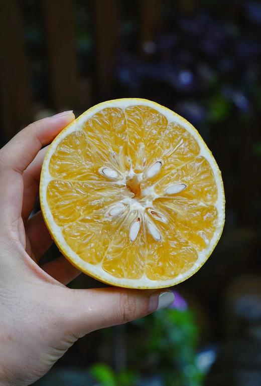 爆汁“小炮弹”| 葡萄柚清甜水润  产自平和县  送榨汁器 清甜化渣 商品图4
