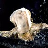 乳山生蚝 | 百“蛎”挑一，无论从饱满度、新鲜度或者口感，都称得上国内数一数二的品种。 商品缩略图7