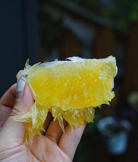 爆汁“小炮弹”| 葡萄柚清甜水润  产自平和县  送榨汁器 清甜化渣