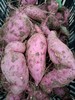 自然农耕酵素芋头，土豆，南瓜   顾元军生态农场 商品缩略图7