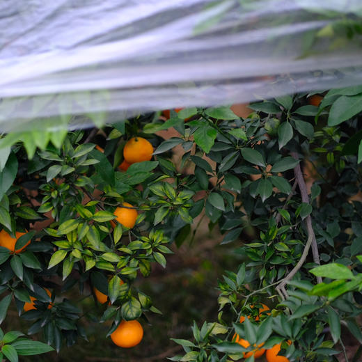 2025新上市 现摘现发，产地直发，有机种植，四川爱媛新鲜采摘 皮薄肉嫩果香浓郁 酸甜多汁 可以吸着吃的鲜橙 无核无渣老少皆宜 吃一口就忘不了的独特味道 商品图8