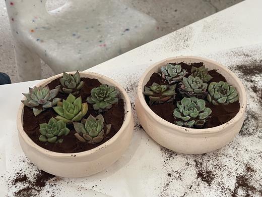 本周活动招募 ｜咖啡渣多肉种植 商品图1