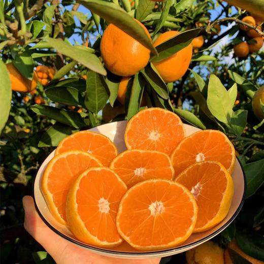 【涌泉蜜桔】顺丰/京东包邮到家 酸甜多汁 无核无渣 果形饱满 果皮金黄 皮薄多汁 4种规格任选 商品图0